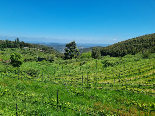 Monchique Wine Experience - Descubra o terroir mais alto do Algarve!