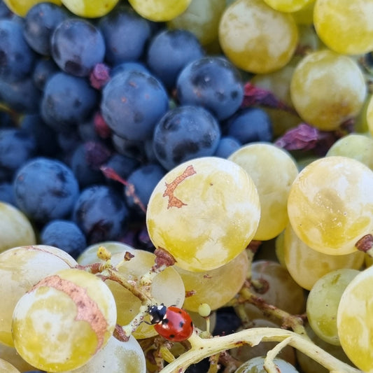 Prova de Vinhos Orgânicos, Bio & Naturais