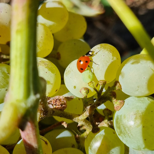Prova de Vinhos Orgânicos, Bio & Naturais