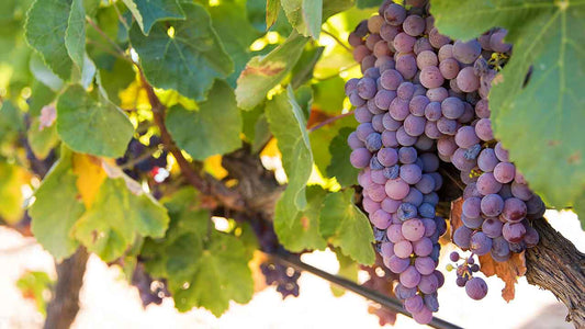 Masterclass Vinhos do Algarve